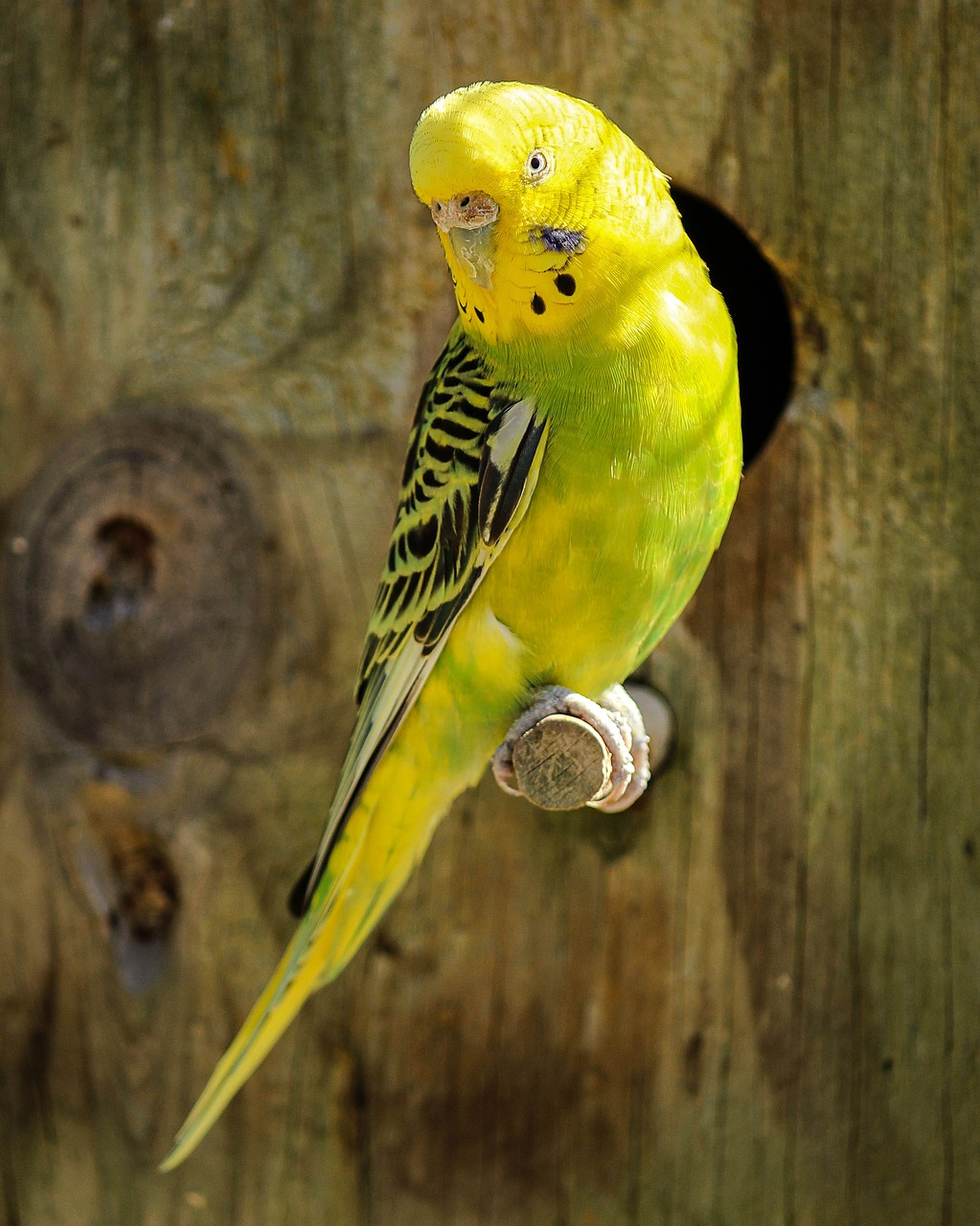 Image - parakeet yellow parakeet