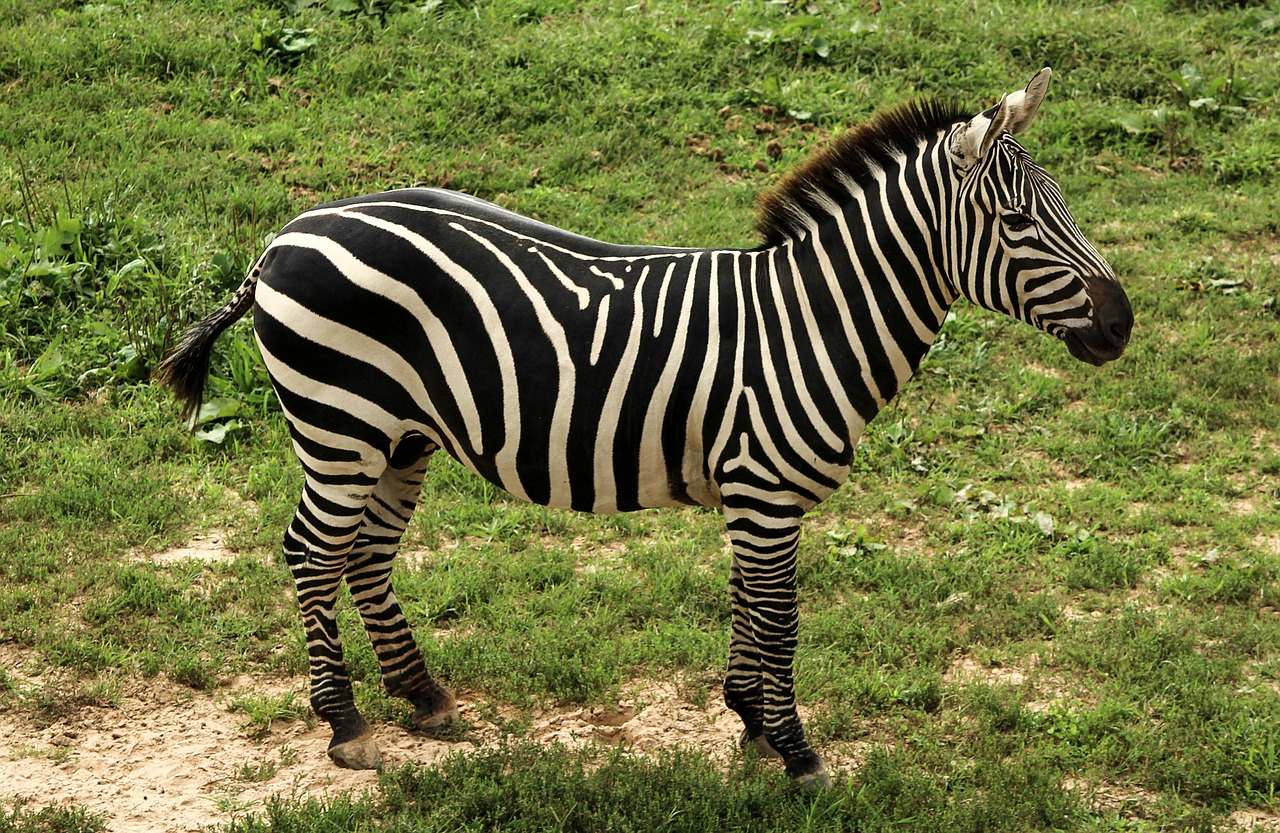 Image - zebra grant s zebra