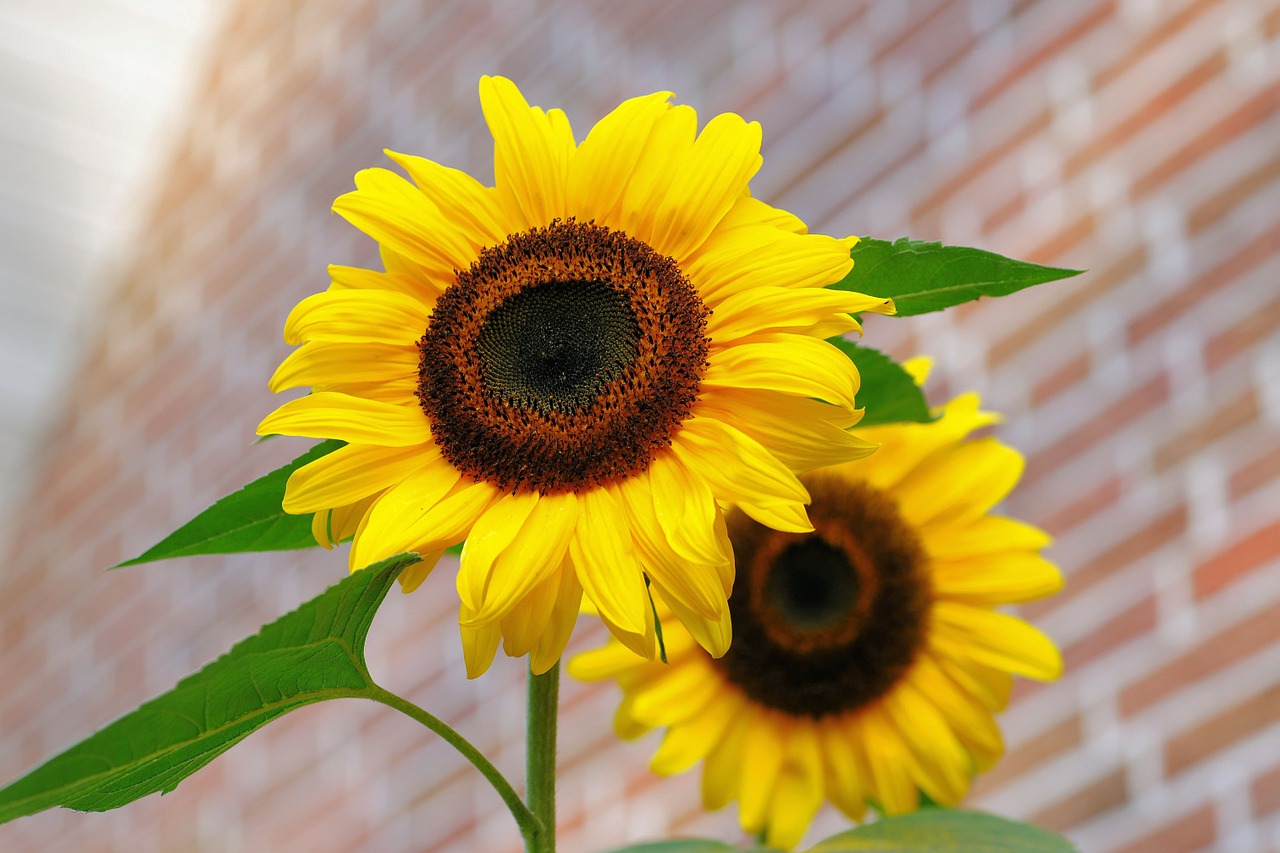 Image - sunflower flowers bright yellow