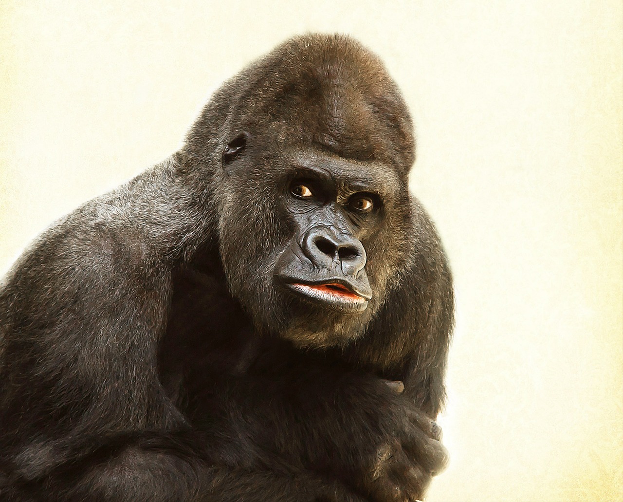 Image - gorilla silverback animal