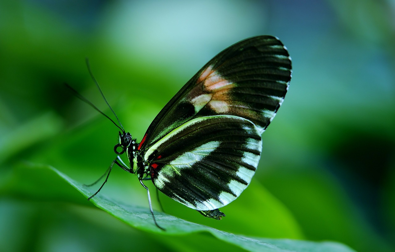 Image - papilio rumanzovia butterfly animal