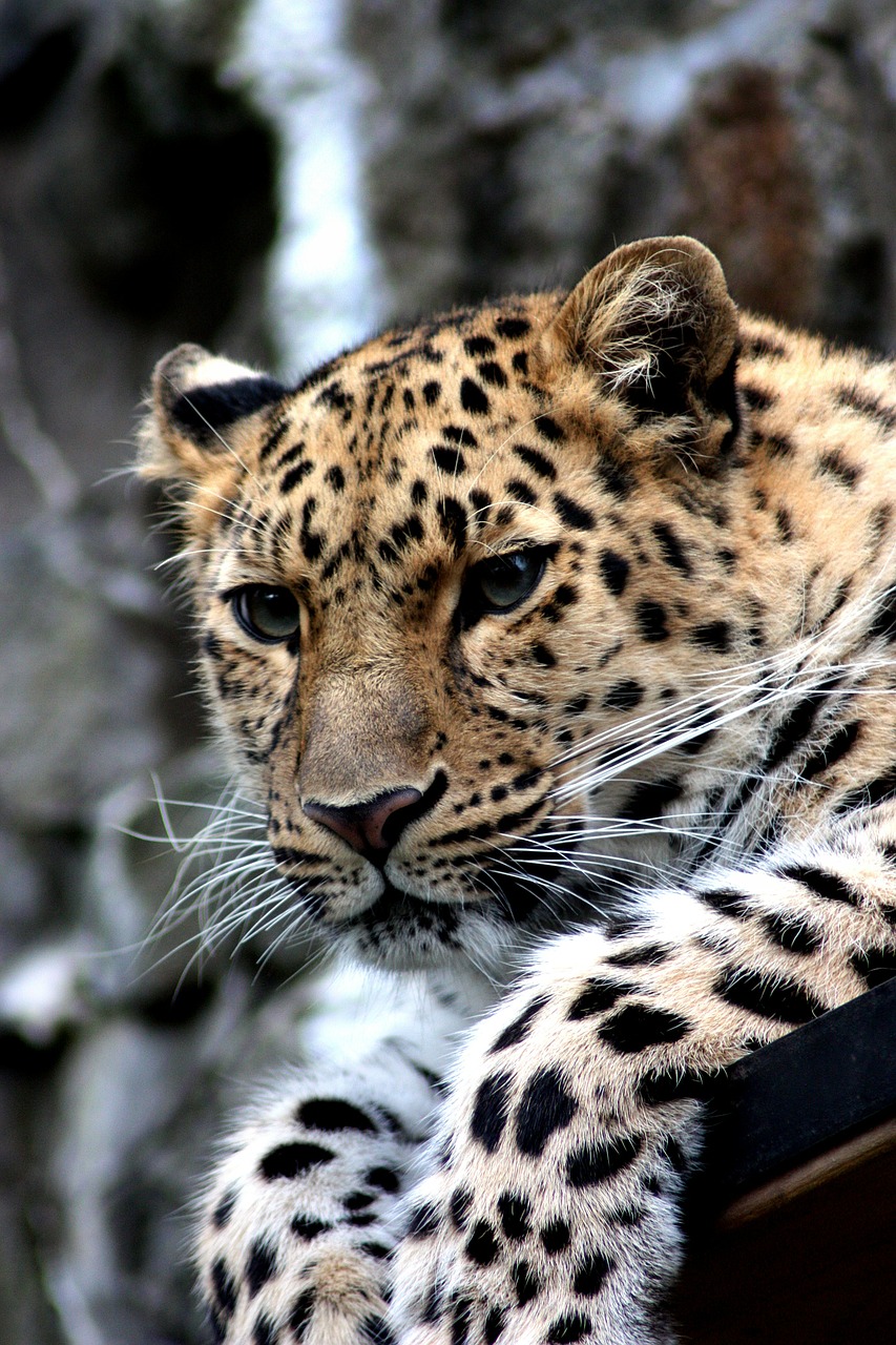 Image - leopard animal cat cheetah amur