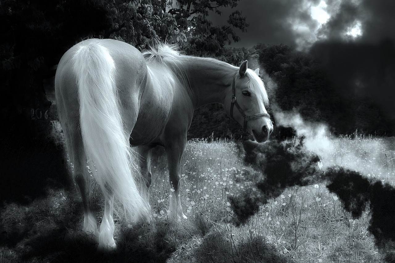 Image - horse animal nature pasture mane