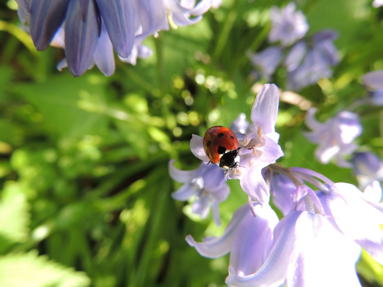 Image - ladybird flower nature ladybug