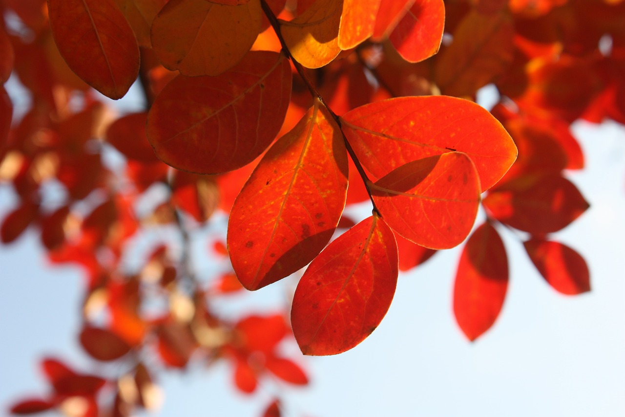 Image - leaves autumn red tree