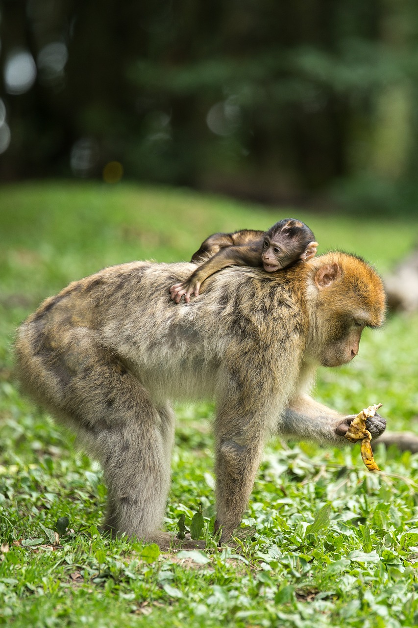 Image - ape berber monkeys young animal