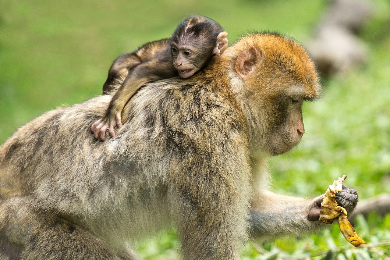 Image - young animal monkey barbary ape