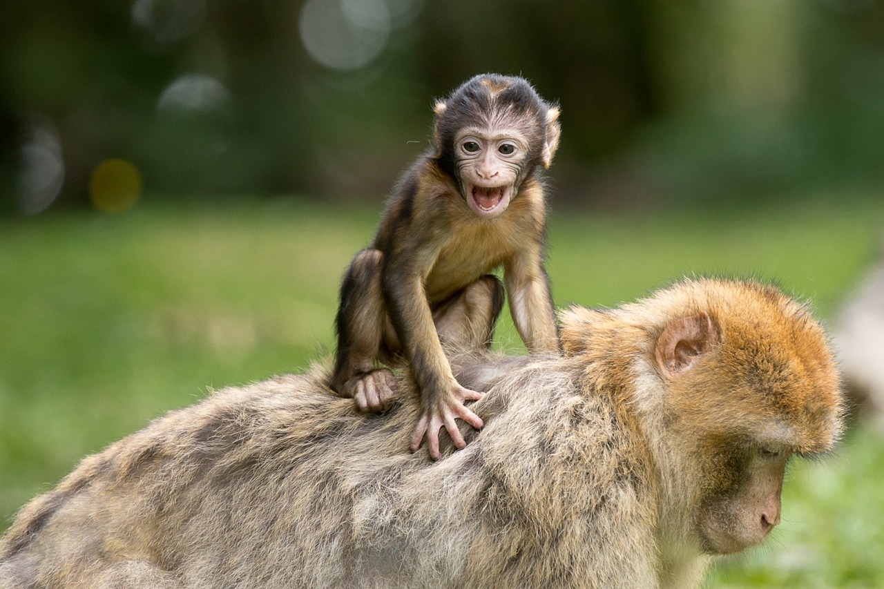 Image - ape berber monkeys mammal äffchen