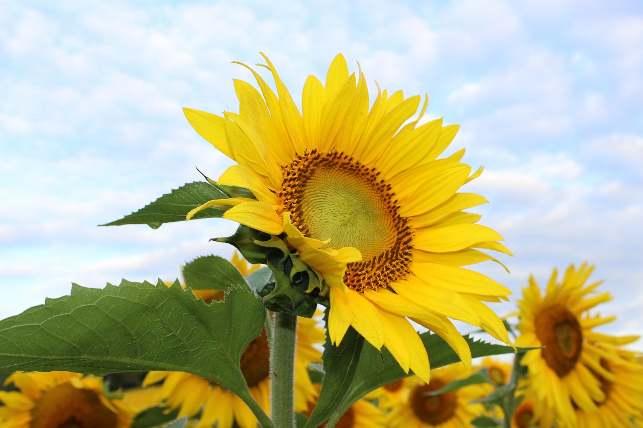 Image - sunflower flower yellow plant