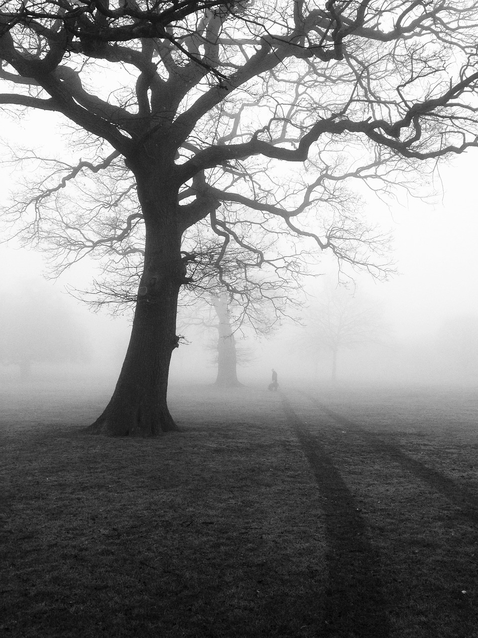 Image - trees mist fog eerie nature