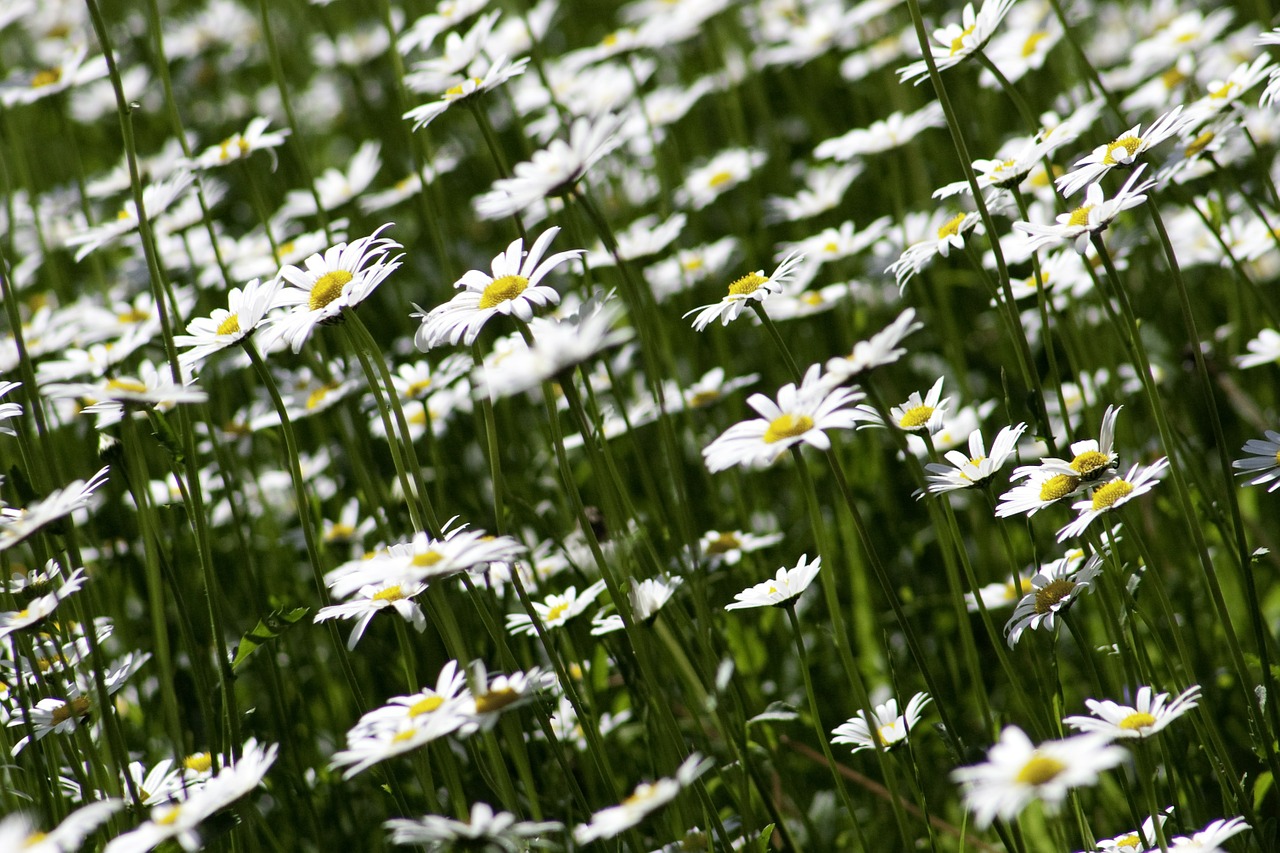 Image - marguerite flora flower nature