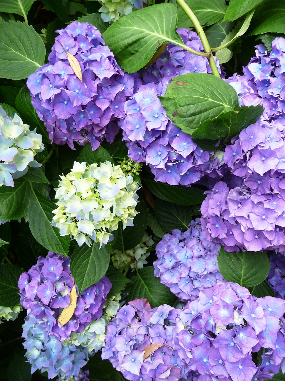 Image - hydrangea rustic flowers flower