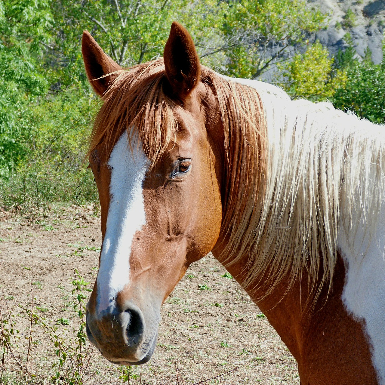 Image - horse head horse head close up