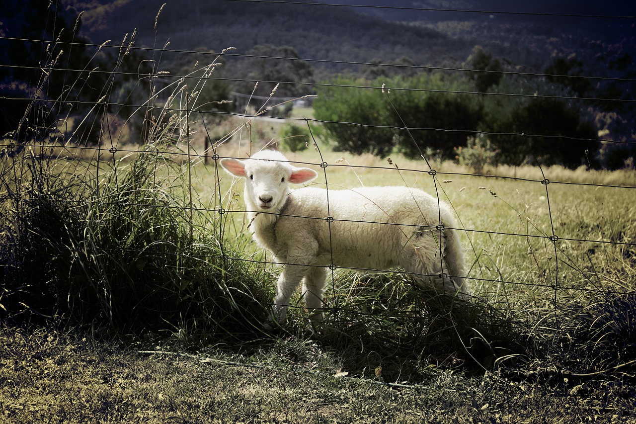 Image - lamb sheep farm animal countryside