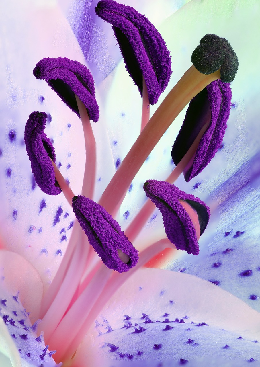 Image - lily stamens pollen flower nature