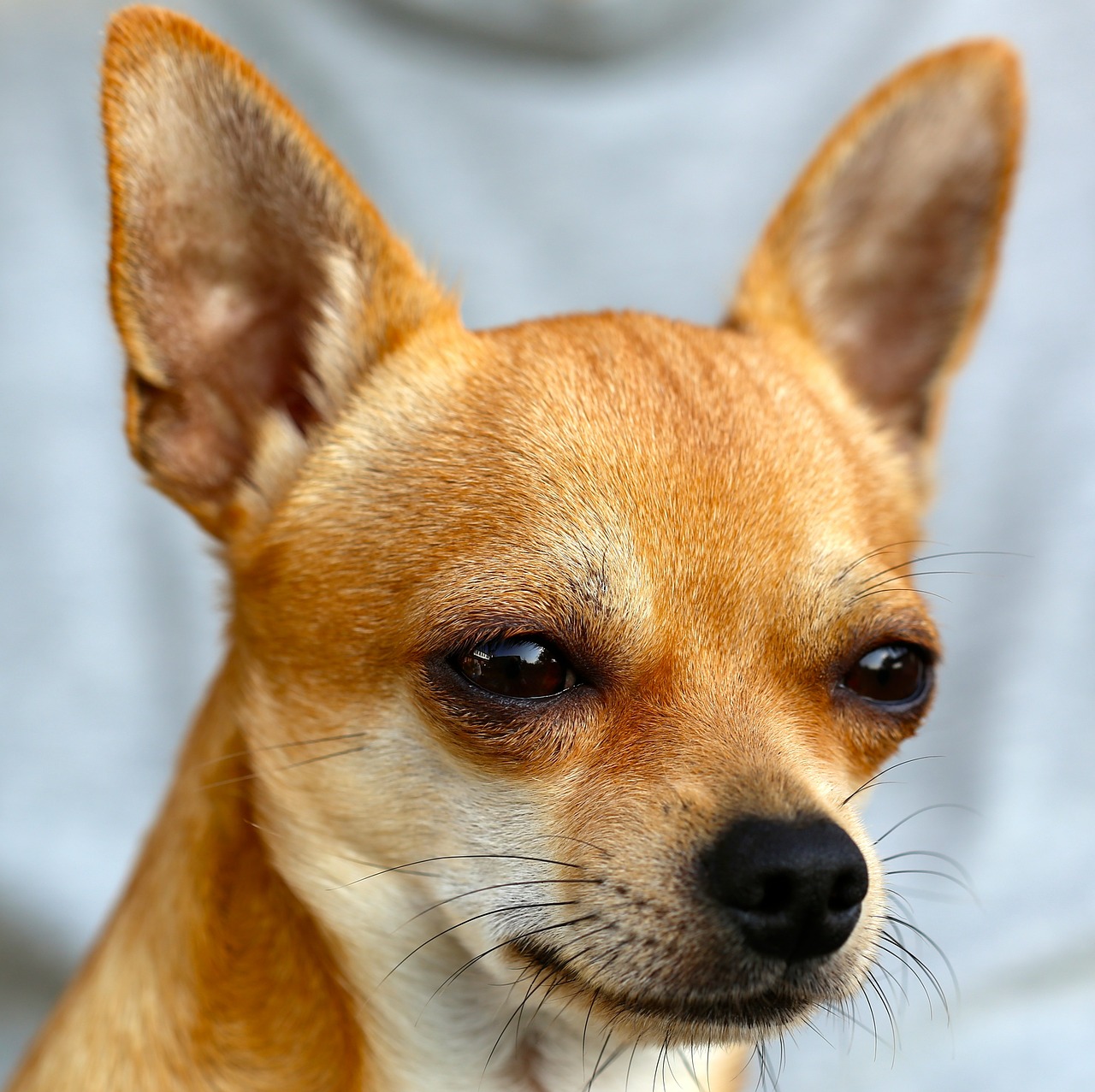 Image - chihuahua sobel dog