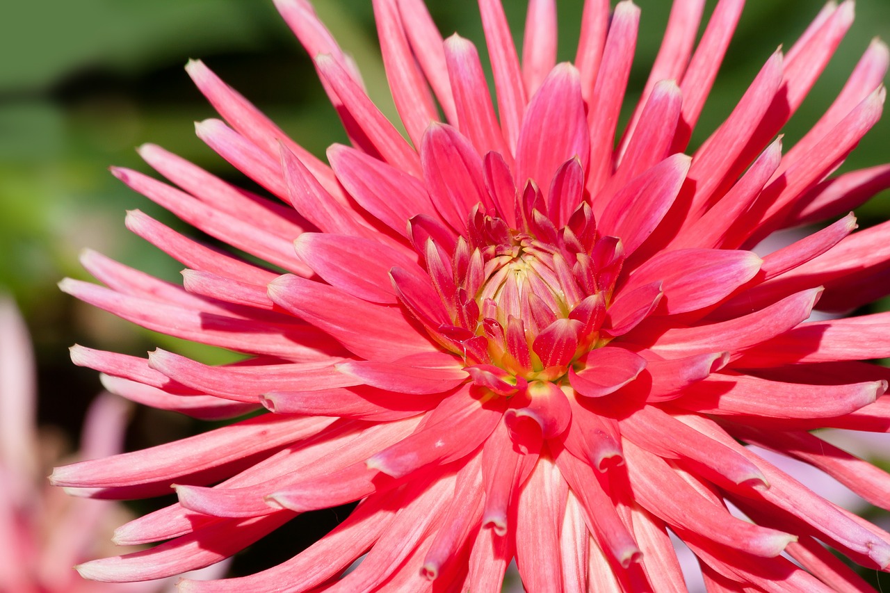 Image - dahlias dahlia geothermal plant