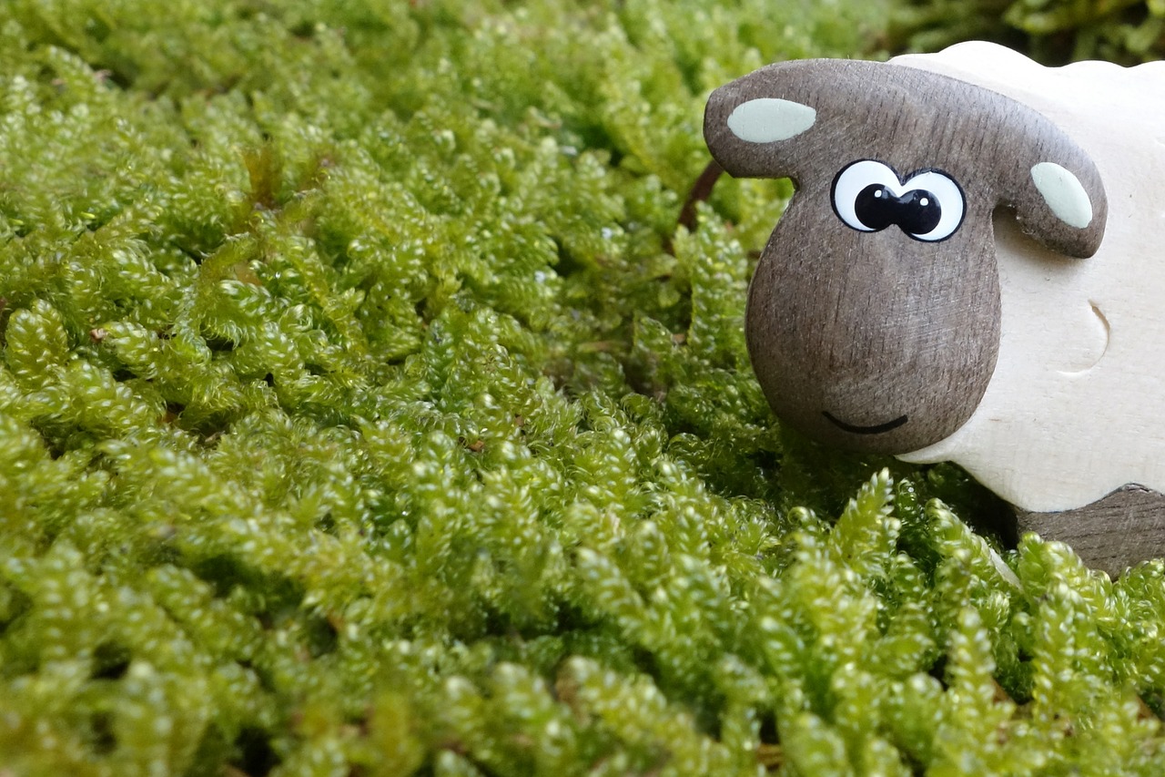 Image - sheep moss meadow eyes wood