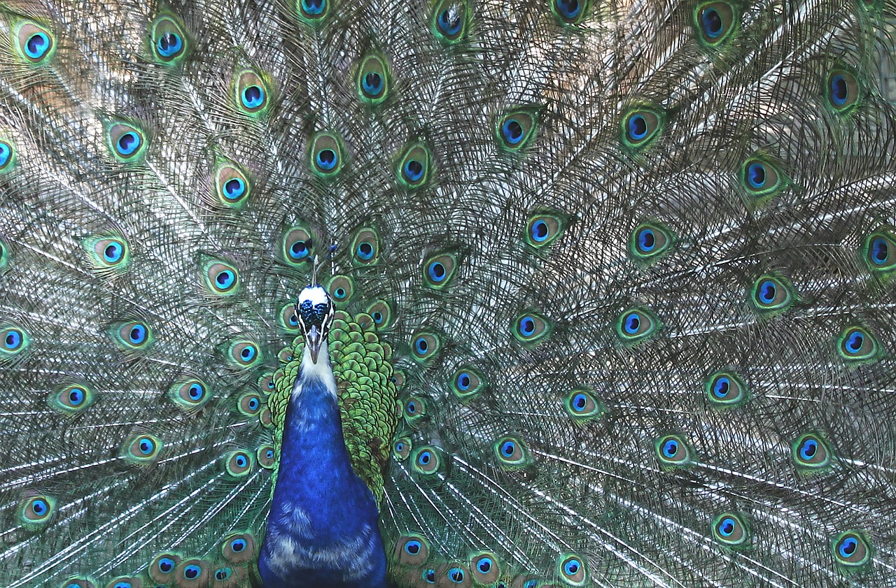 Image - peacock four spot feather bird