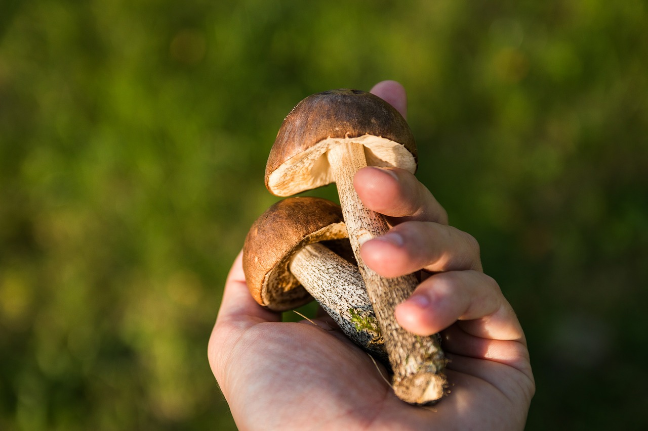 Image - mushrooms forest the collection of