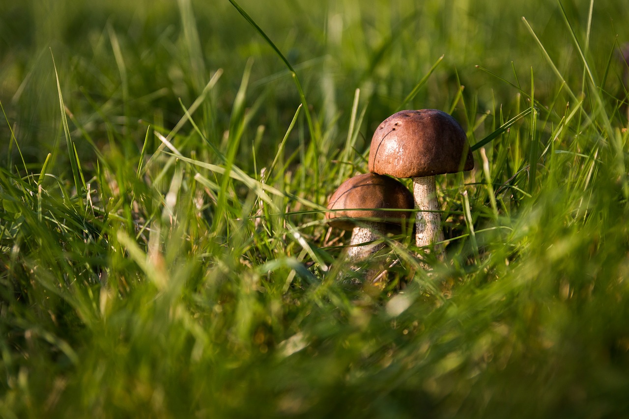 Image - mushrooms autumn forest