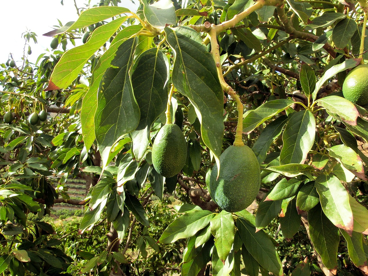 Image - avocado tree plant
