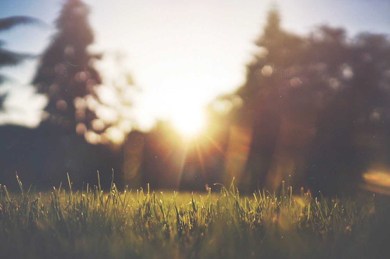 Image - grass lawn green summer nature