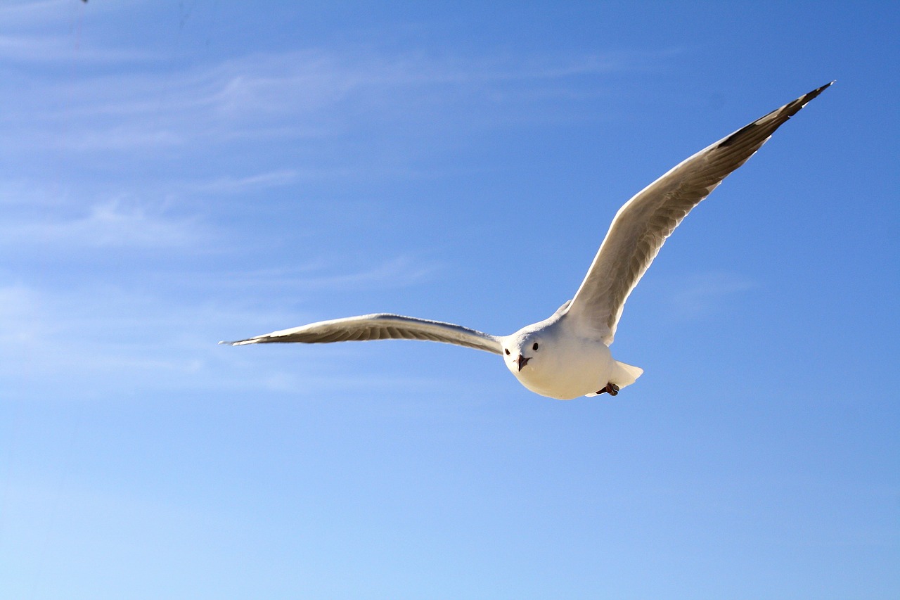 Image - gull sky blue fly clouds