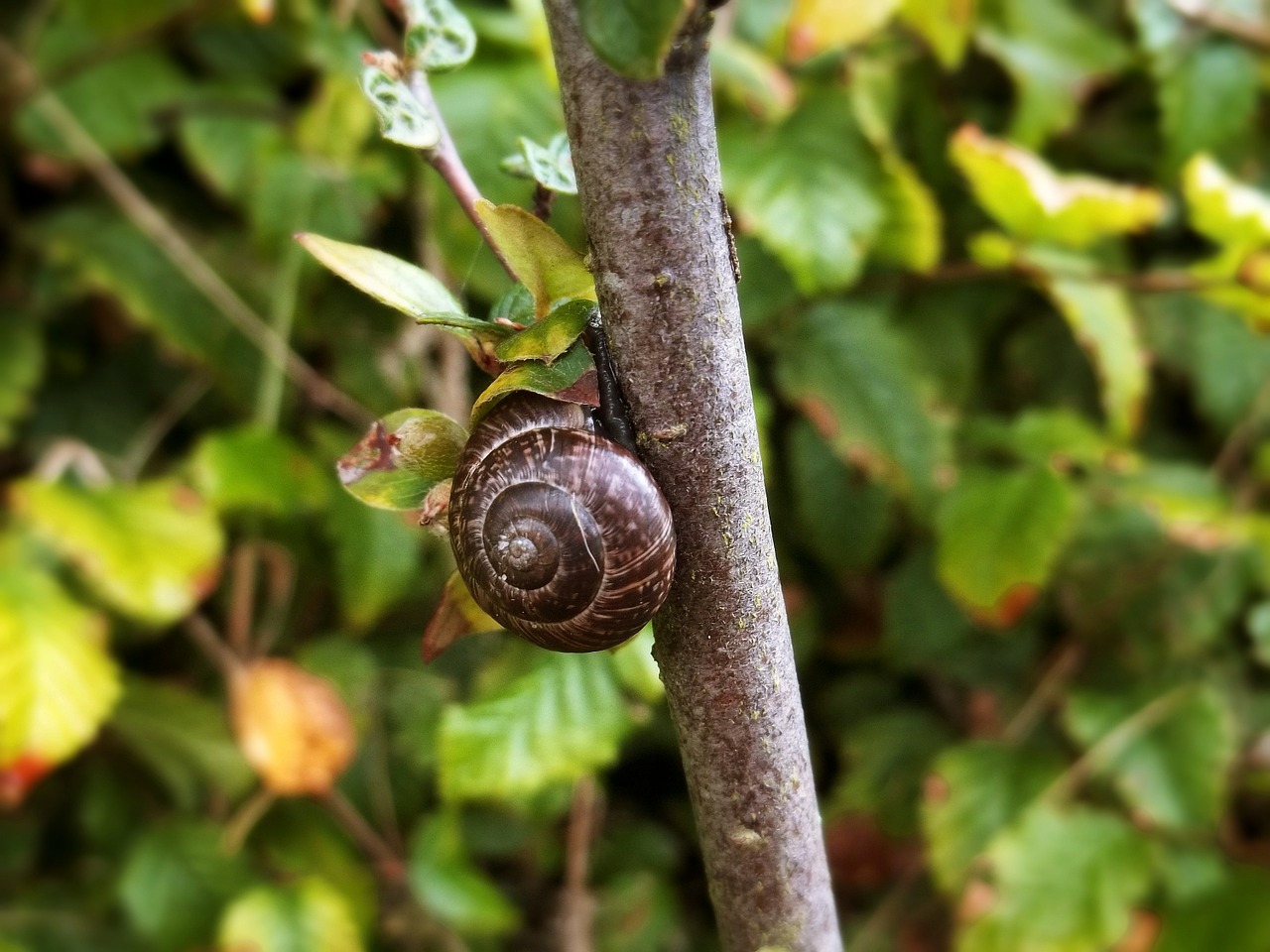 Image - snail branch nature summer plant