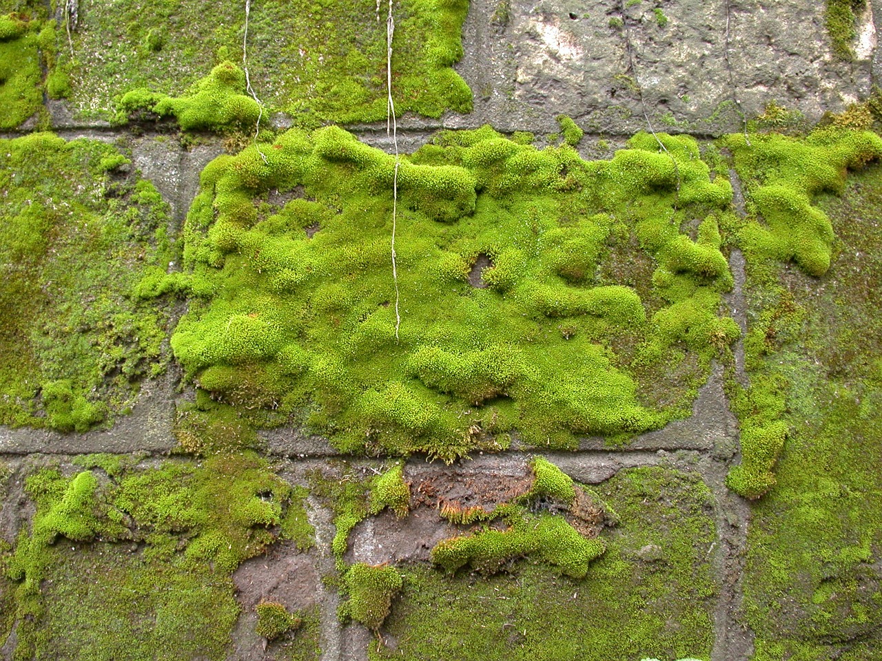 Image - moss wall green rock texture