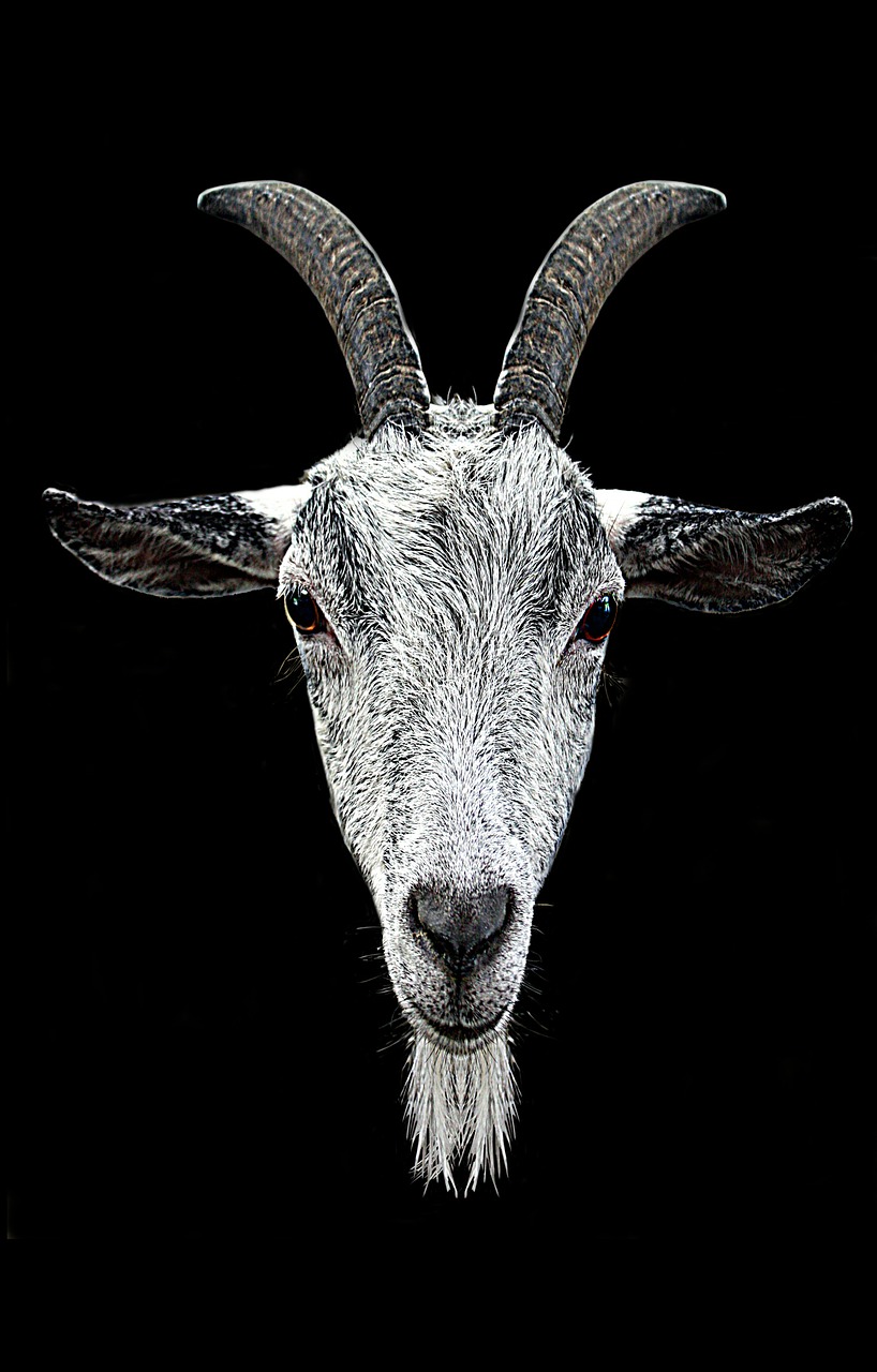 Image - horns goat head eyes coat beard