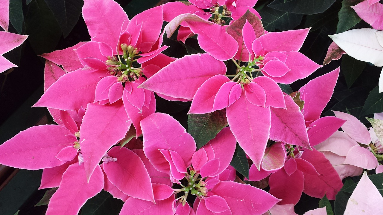 Image - poinsettia pink plant christmas
