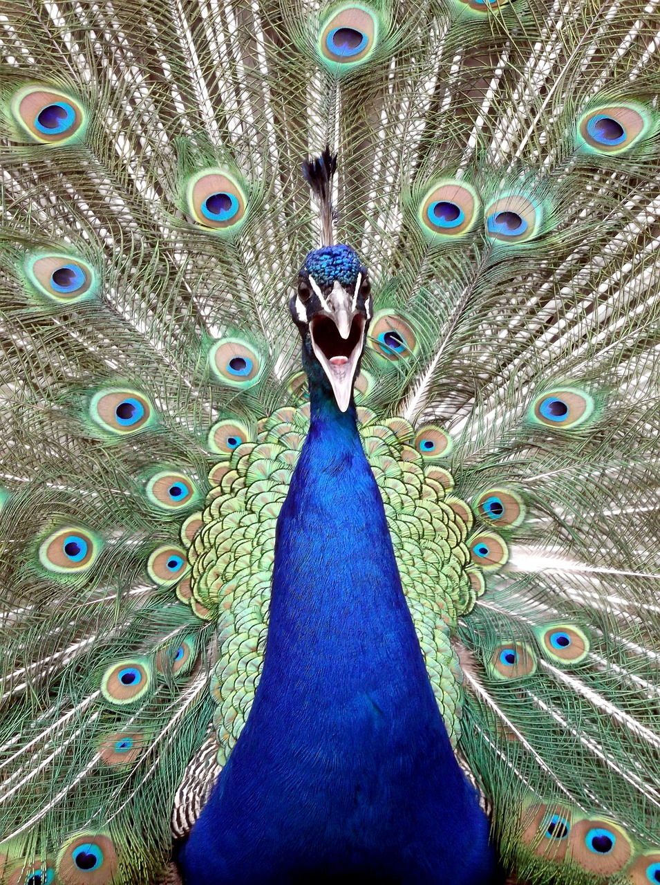 Image - peacock bird blue nature animal