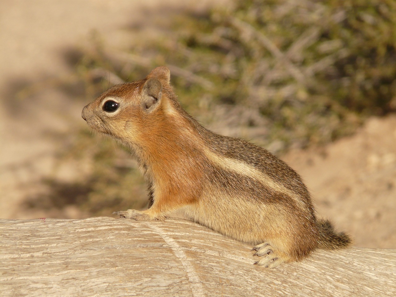 Image - golden mantled ground squirrel