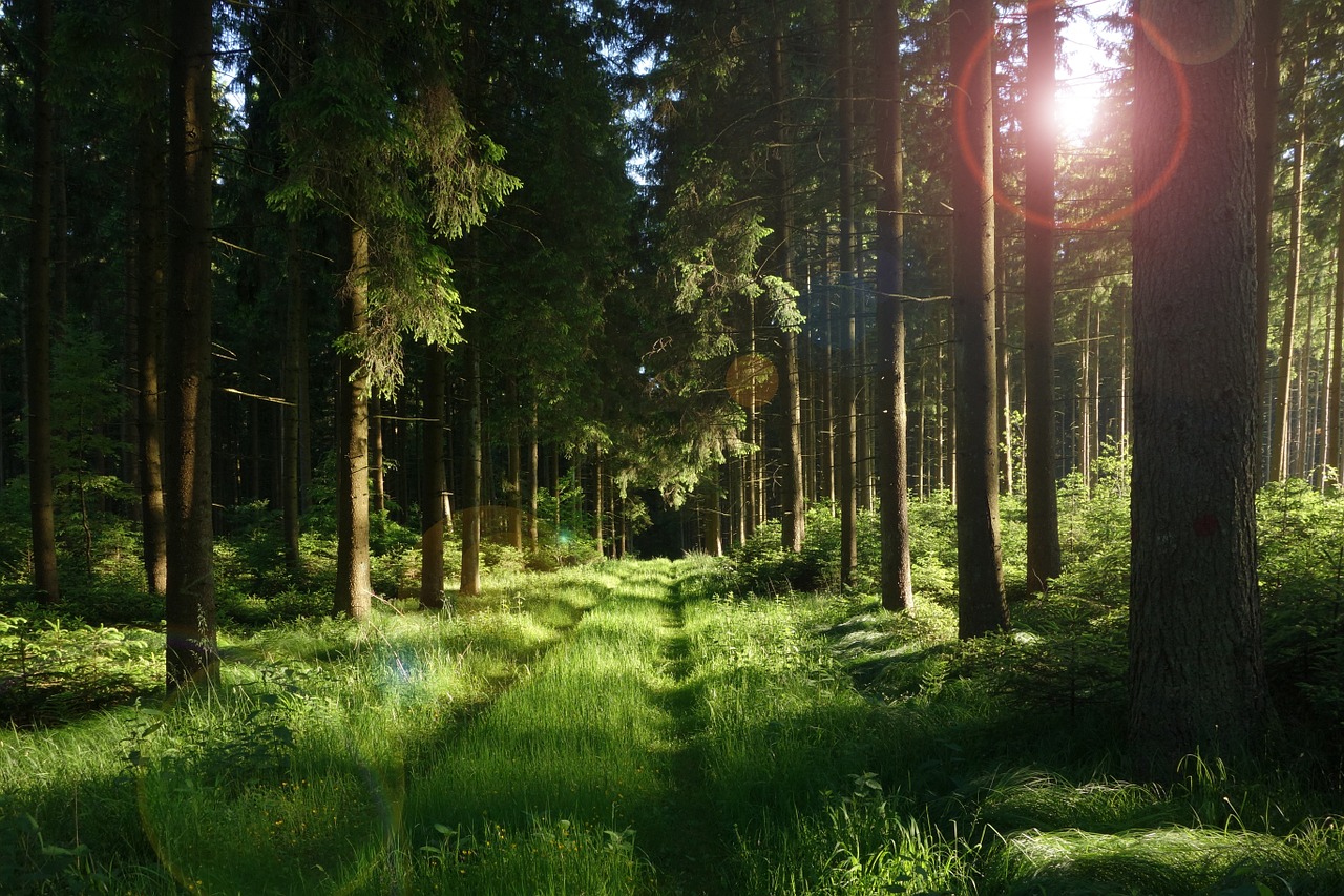 Image - forest forest path sun sunset