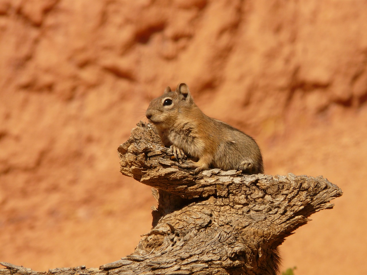 Image - golden mantled ground squirrel