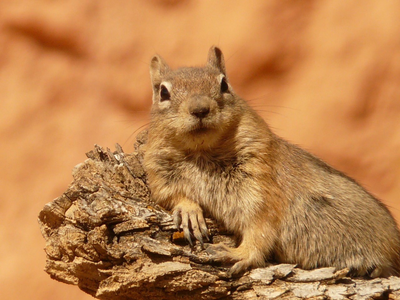 Image - golden mantled ground squirrel