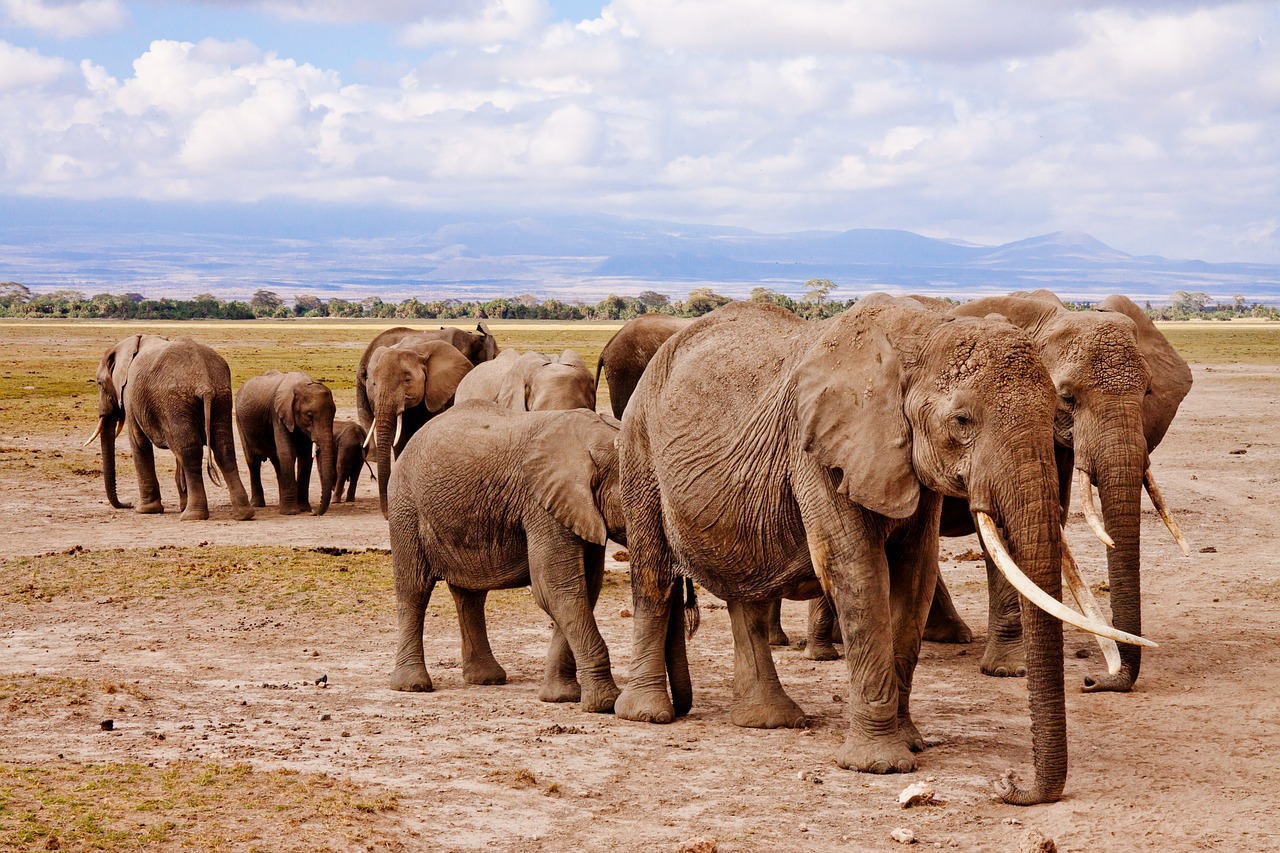 Image - elephants africa amboseli animal