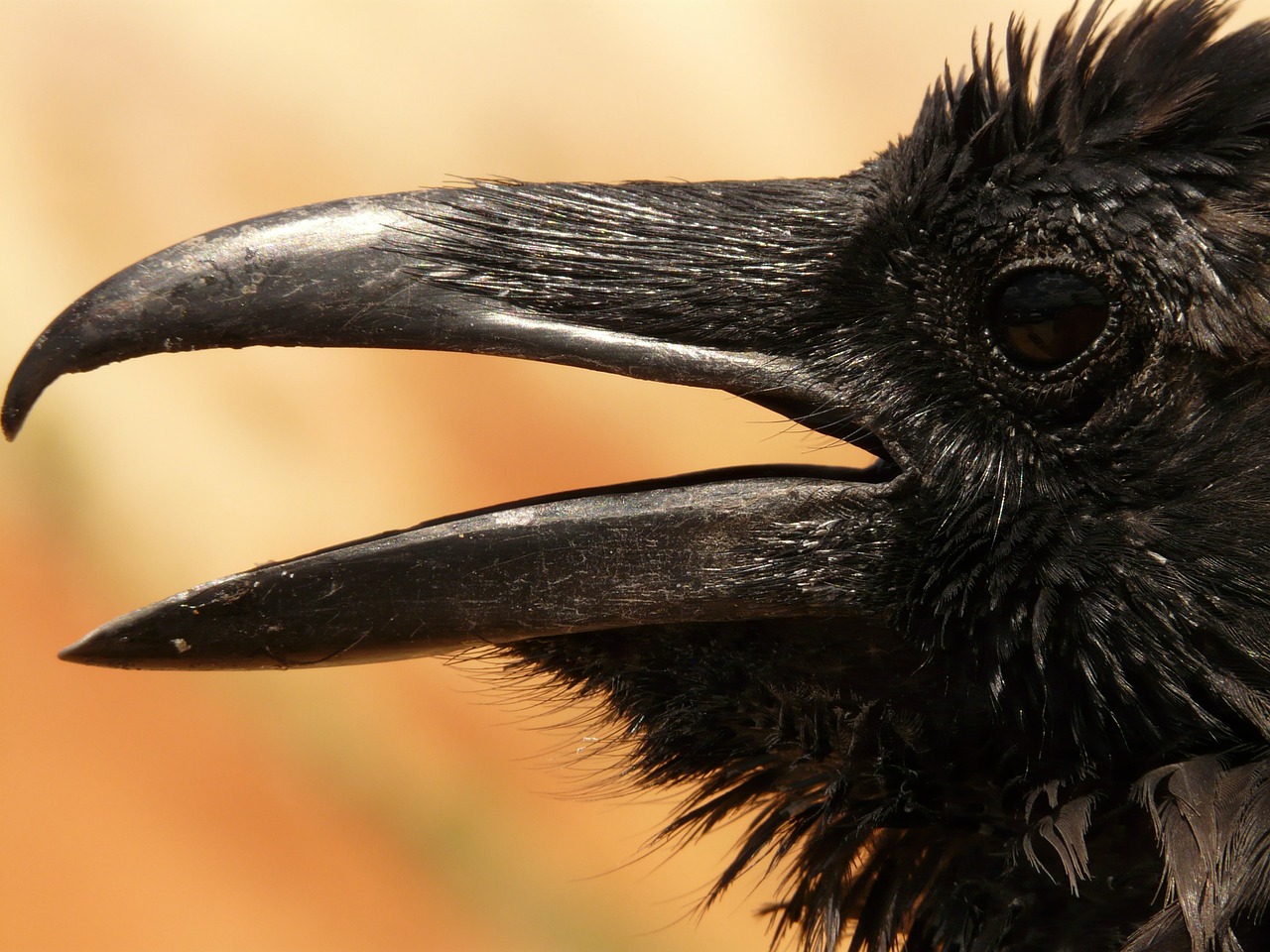 Image - raven bird birds bryce canyon usa