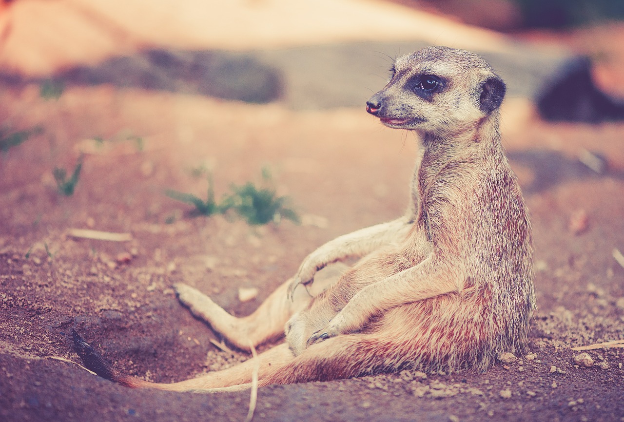 Image - meerkat animal africa desert