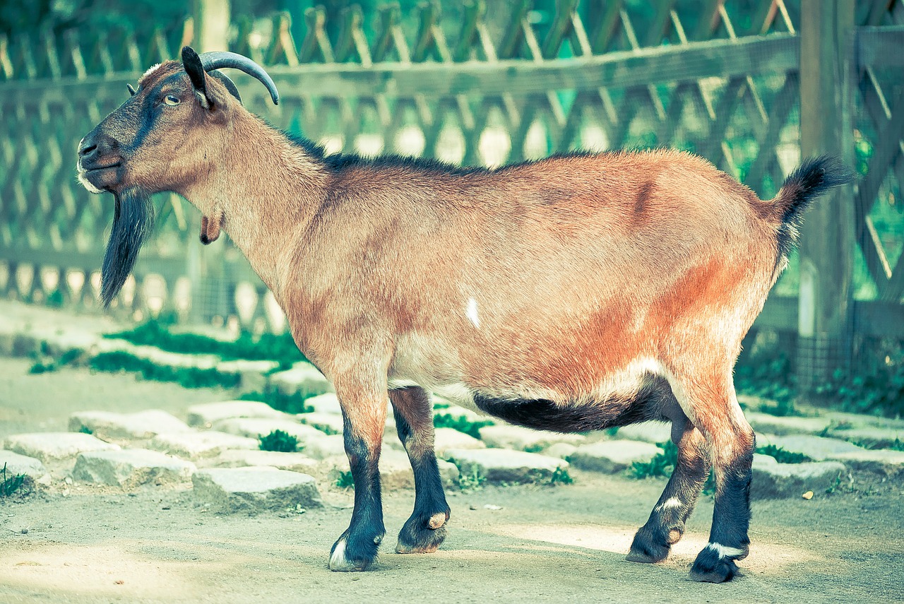 Image - billy goat goat goatee animal