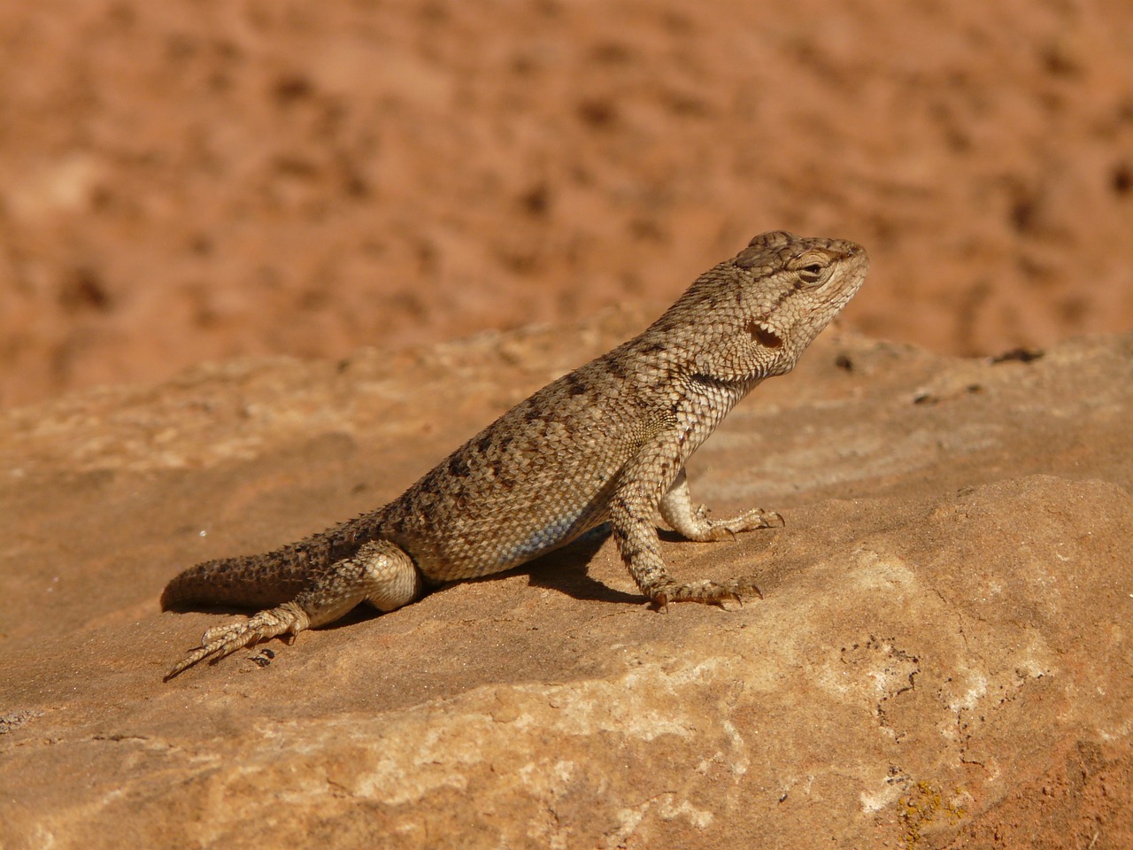 Image - desert spiny iguana spiny iguana