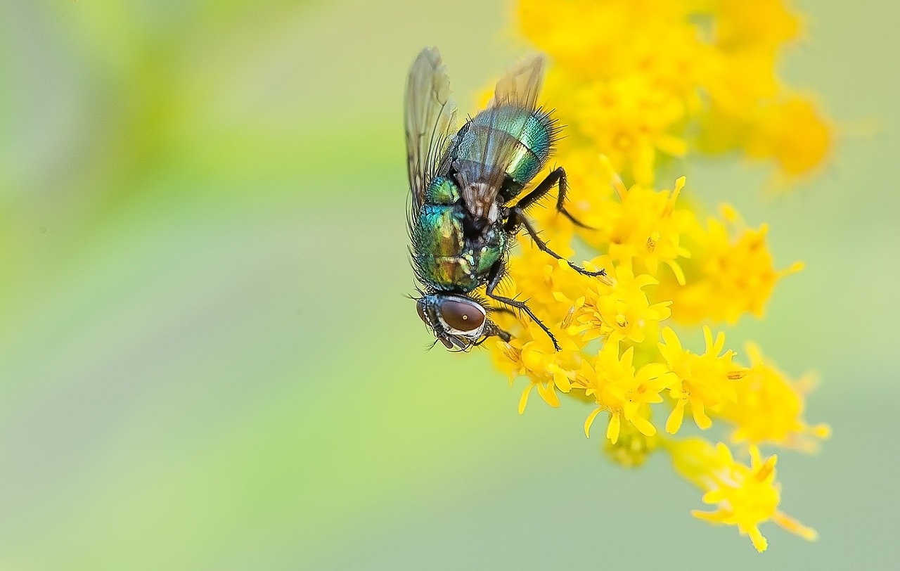 Image - fly macro nature insect animal
