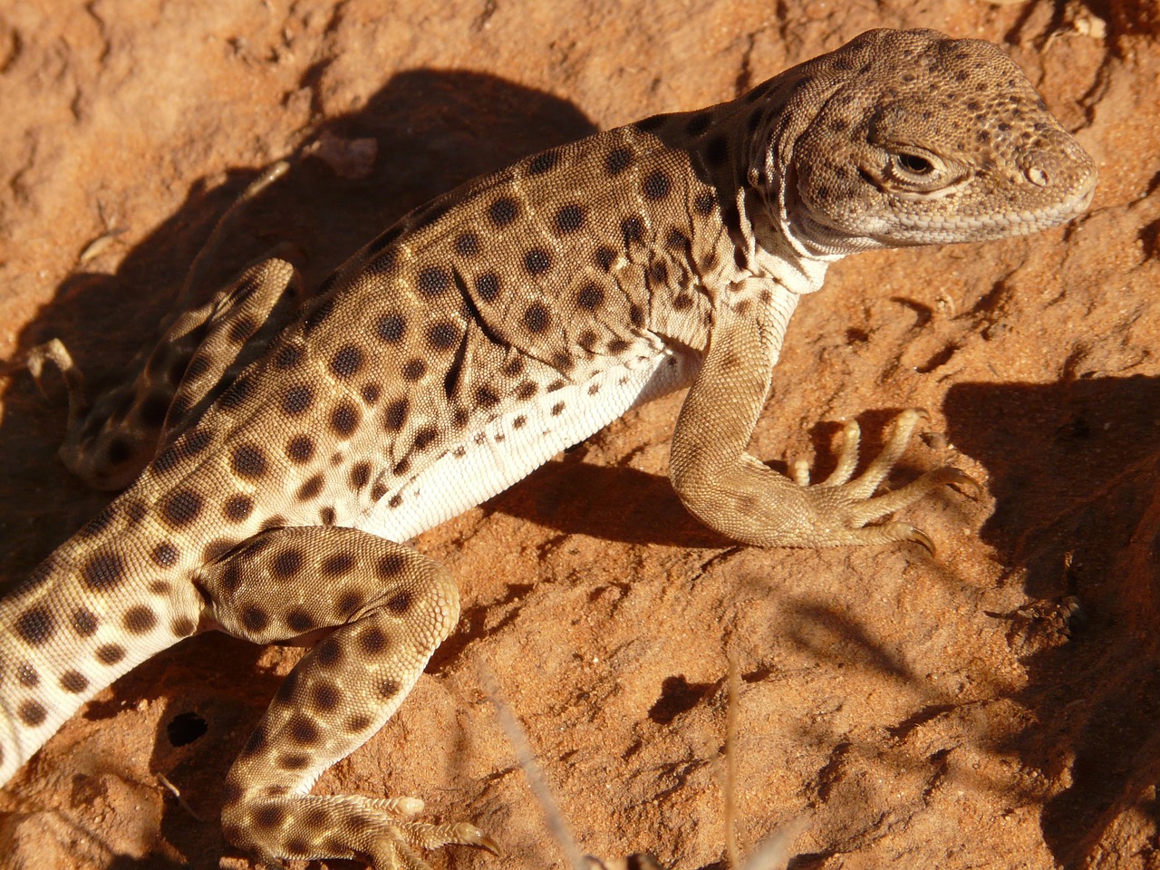 Image - iguana animal reptile desert fauna