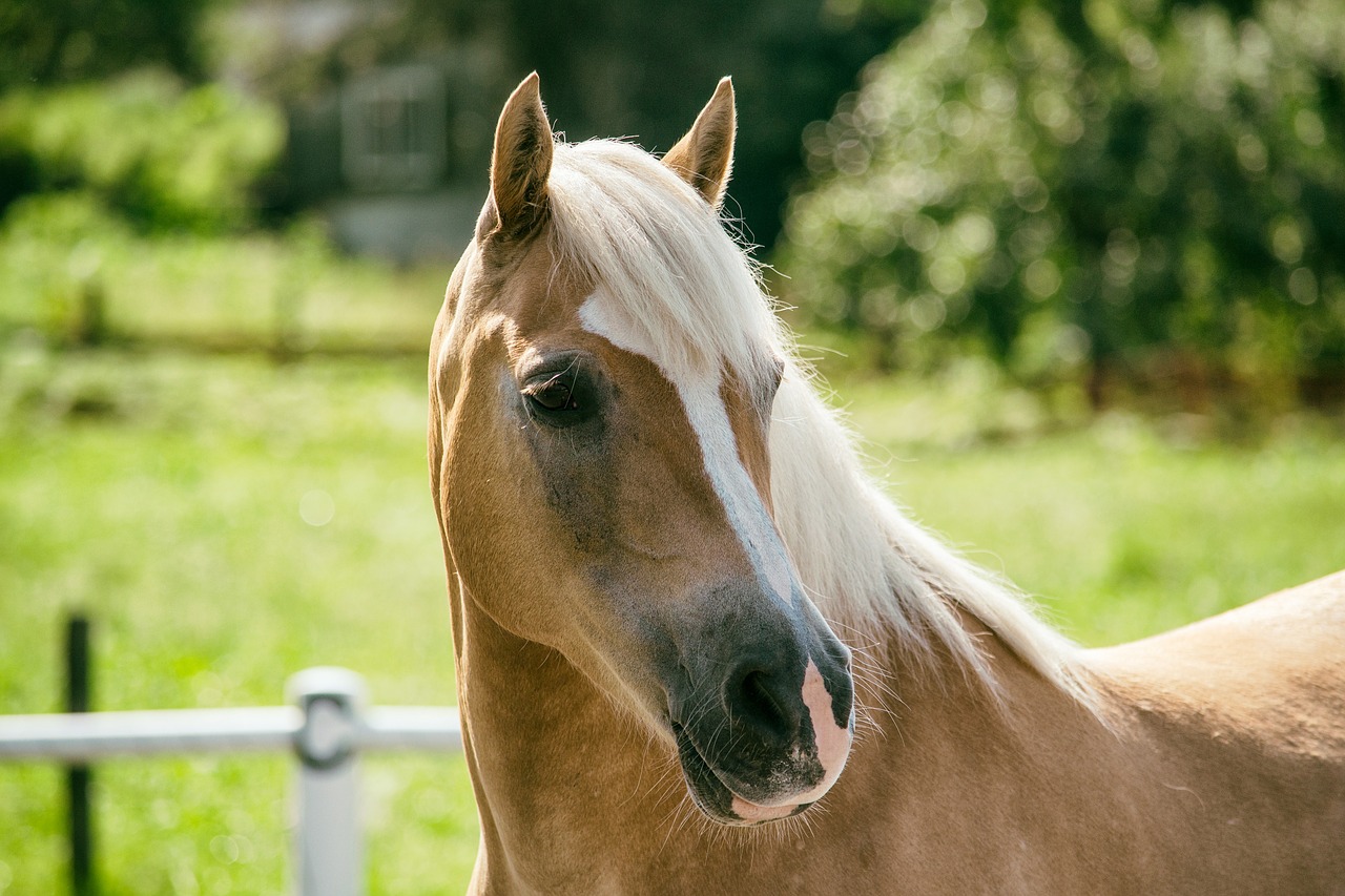 Image - haflinger horse mare pasture