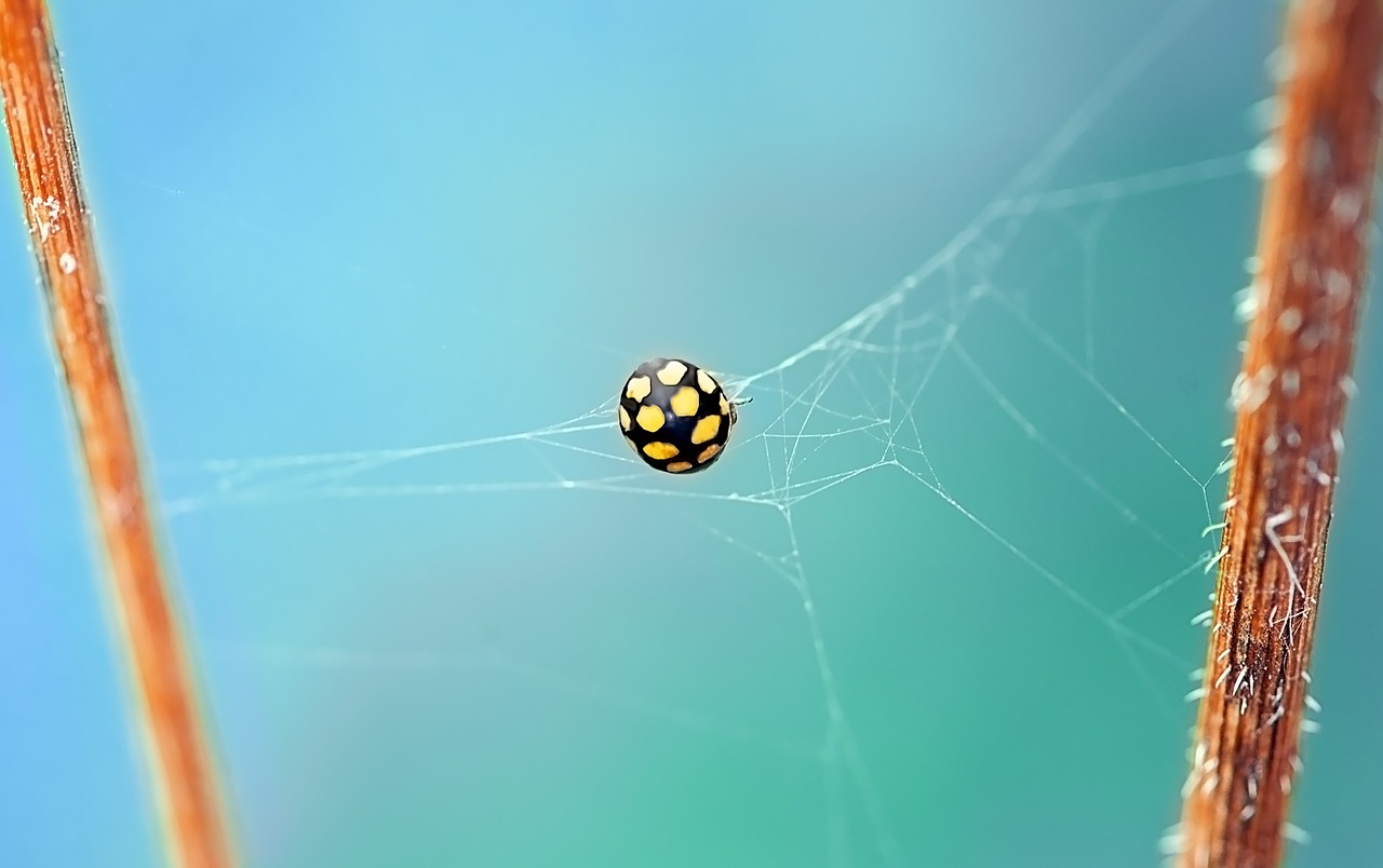 Image - ladybug beetle yellow points