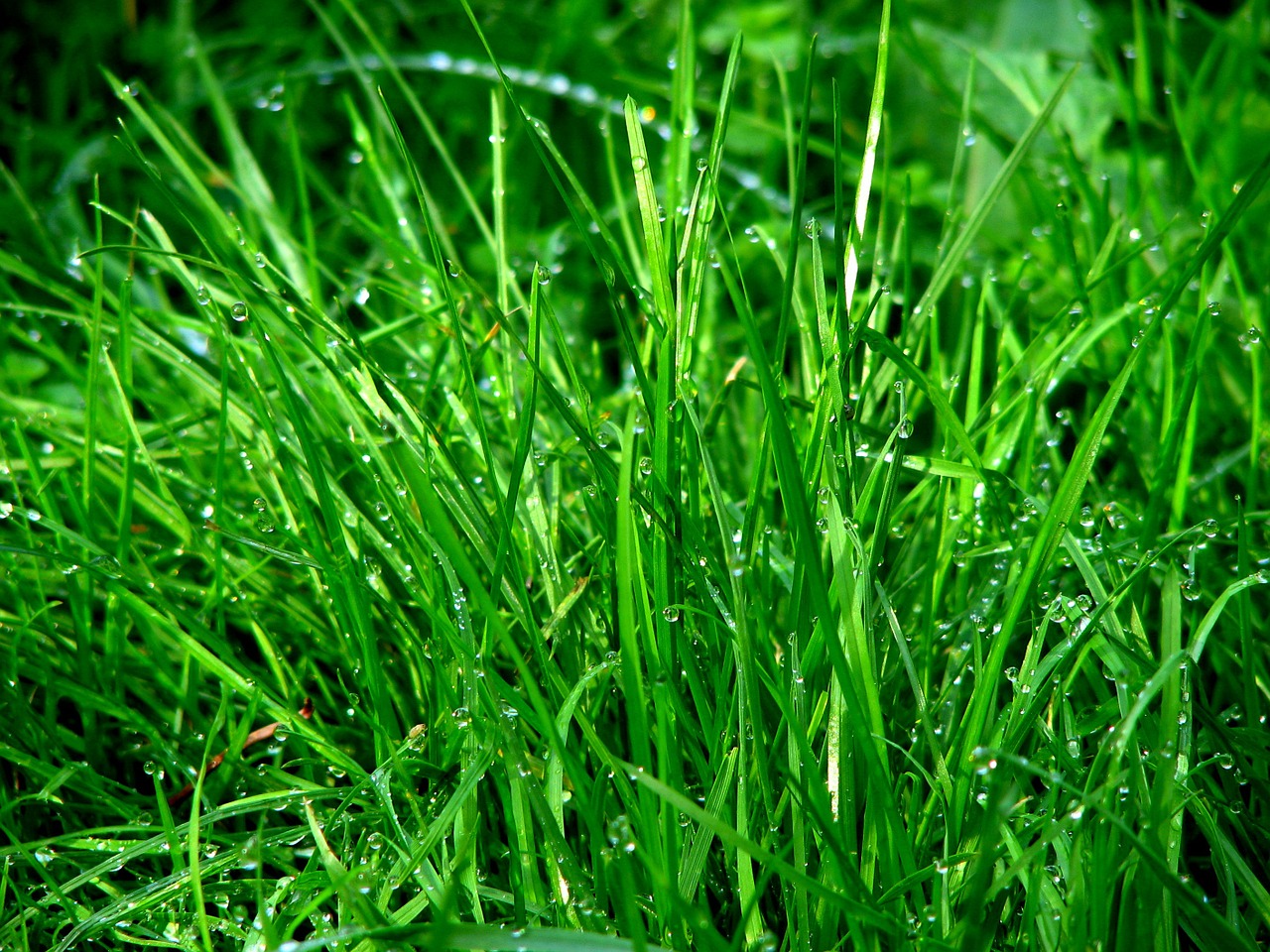 Image - rush grass dew meadow dewdrop