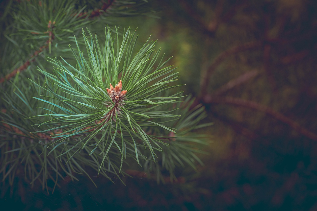 Image - pine forest branch conifer needles