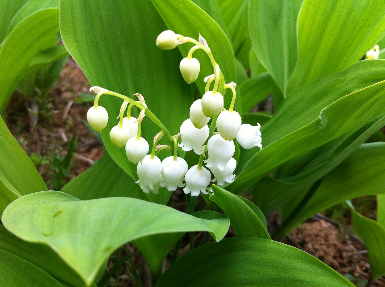 Image - lily of the valley flowers nature