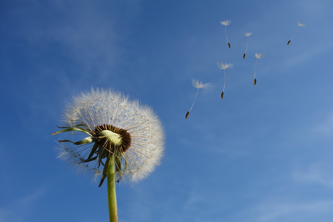 Image - dandelion sky flower nature seeds